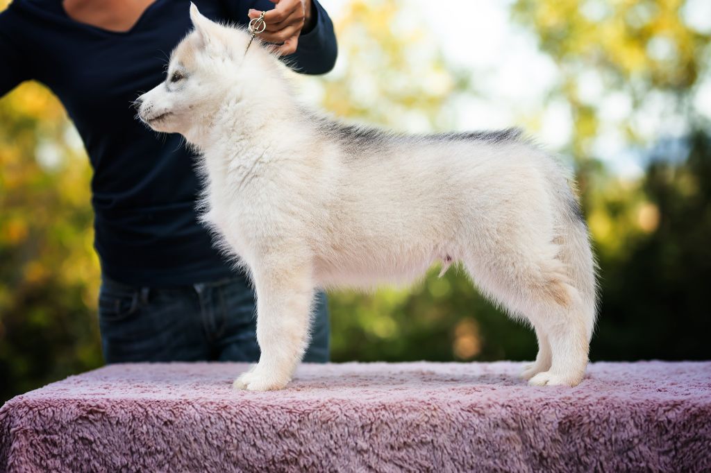 Publication : Bloodsnow