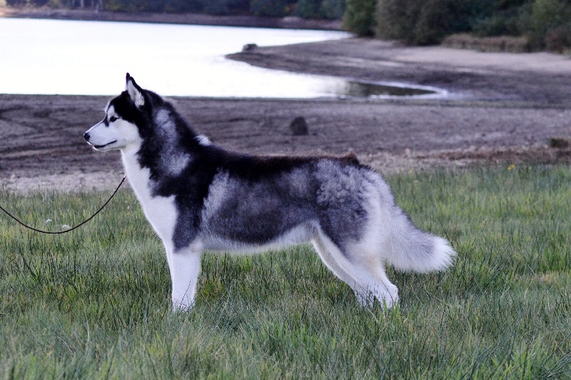 Bloodsnow Easy lover