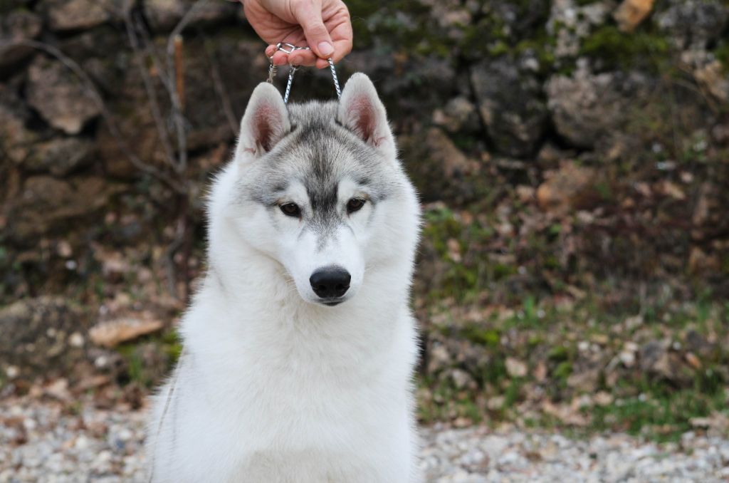 Publication : Bloodsnow