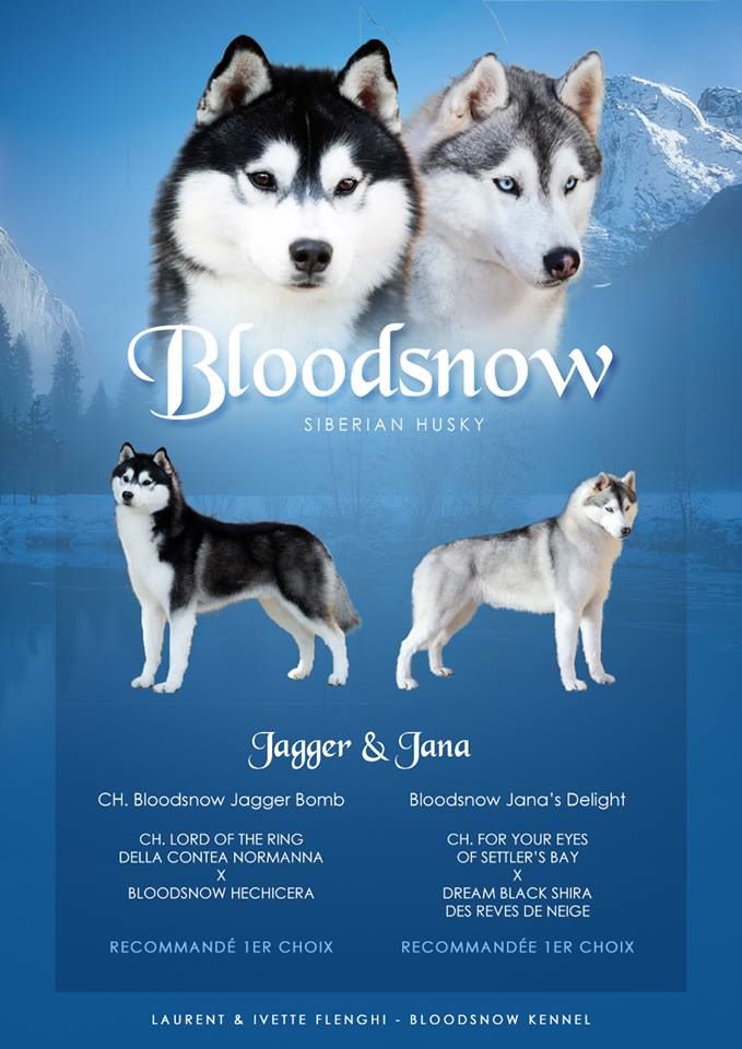 Bloodsnow - Siberian Husky - Portée née le 25/10/2018