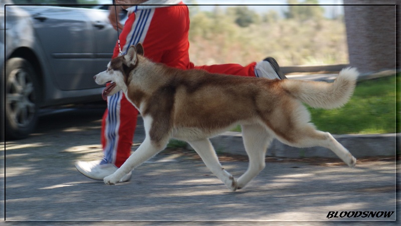 CH. Lord of the ring della contea normanna - 3 exc classe jeune