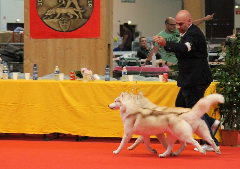 CH. Bloodsnow Jealous of my boogie - 1 exc BOB et BOG 2 Jeune - BIS 2 Paire