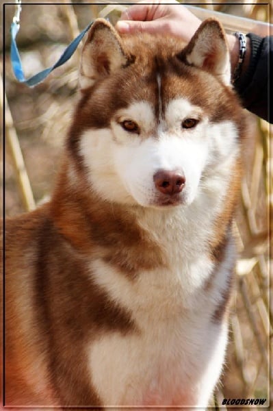 CH. Lord of the ring della contea normanna - 1 exc classe Champion CACIB et BOB