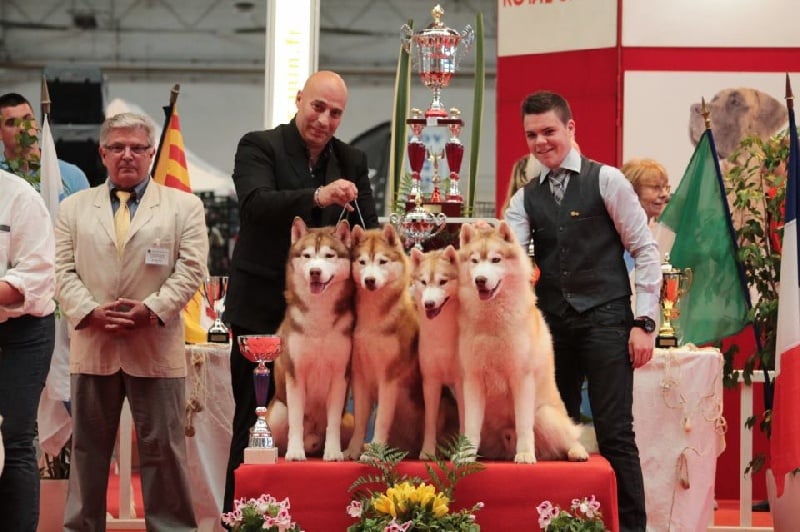 CH. Lord of the ring della contea normanna - Meilleur Lot Reproducteur