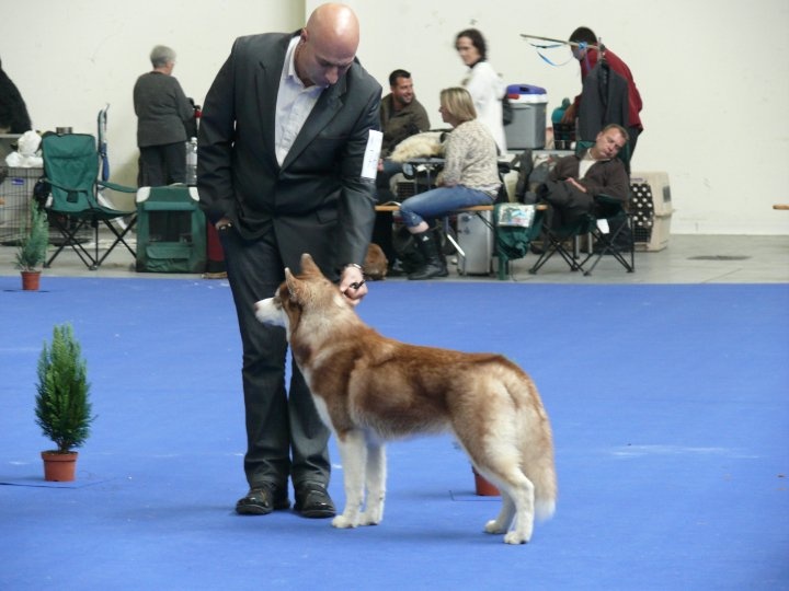 CH. Lord of the ring della contea normanna - 2 MB classe puppy