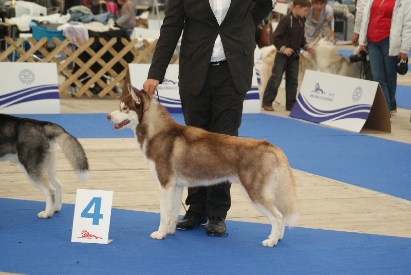 CH. Lord of the ring della contea normanna - 4 Exc classe jeune