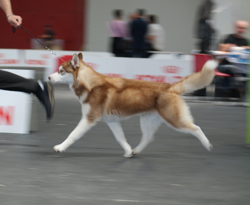 CH. Lord of the ring della contea normanna - 1 EXC et BOB puppy