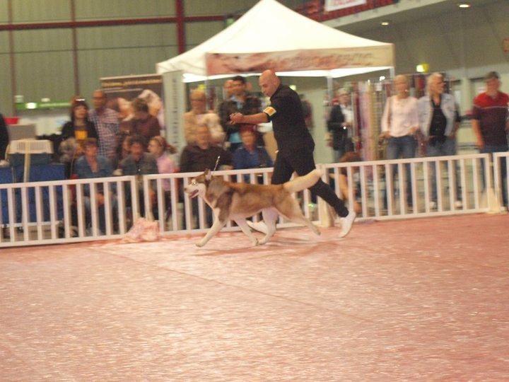 CH. Lord of the ring della contea normanna - 1 ° Exc classe inter CACS CACIB BOB et selectionné dans les 6 meilleurs du group