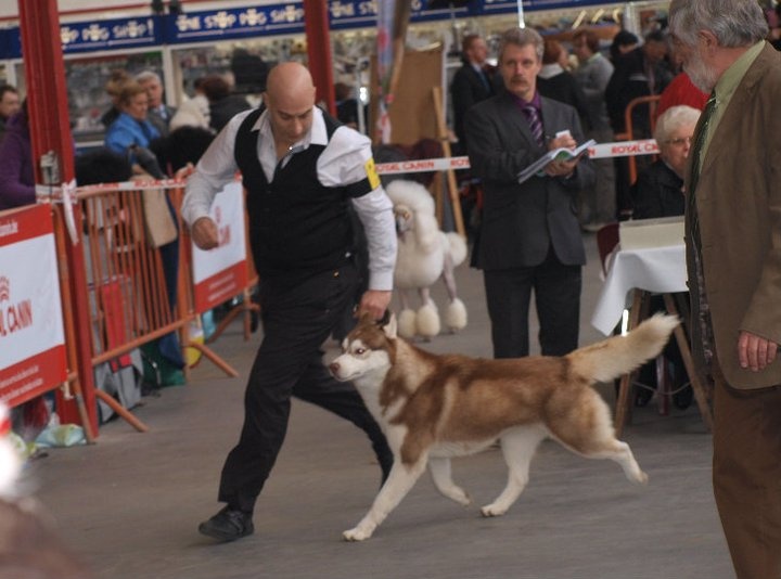 CH. Lord of the ring della contea normanna - 1 er Exc classe Intermediaire