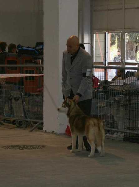 CH. Lord of the ring della contea normanna - Très prometteur classe puppy