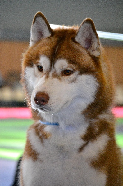 CH. Lord of the ring della contea normanna - EXC classe intermediaire