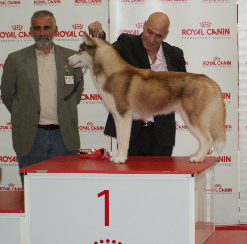 CH. Lord of the ring della contea normanna - 1 EXC, BOB et BIS puppy
