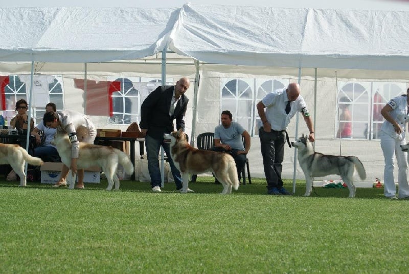 CH. Lord of the ring della contea normanna - Exc (sélectionné dans les 7 meilleurs mâles)