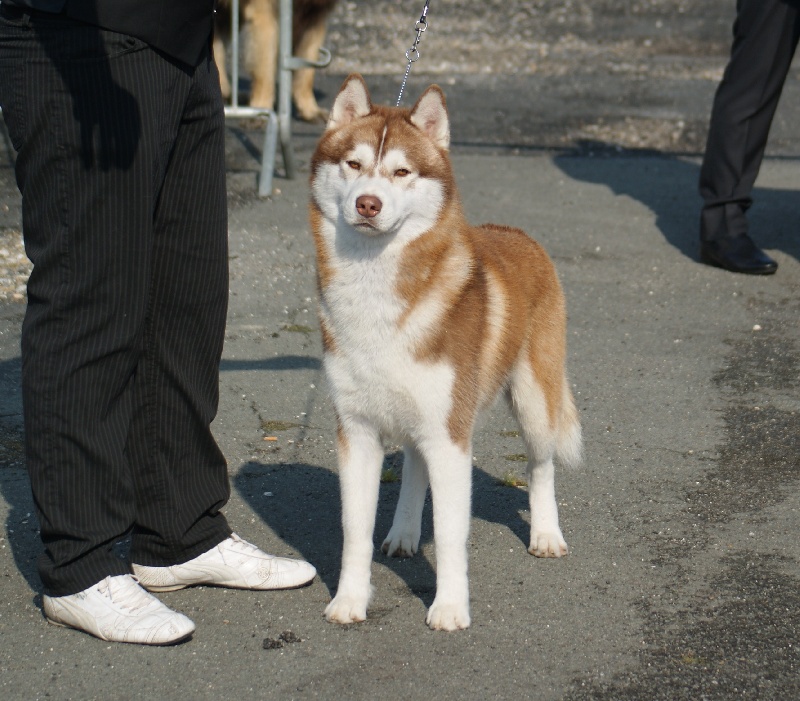 CH. Lord of the ring della contea normanna - 1 Ecx classe intermediaire RCAC et RCACIB