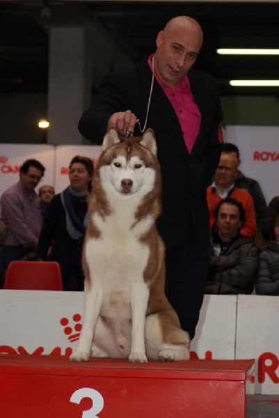 CH. Lord of the ring della contea normanna - 1 exc classe Champion CACIB, BOB et BOG 3