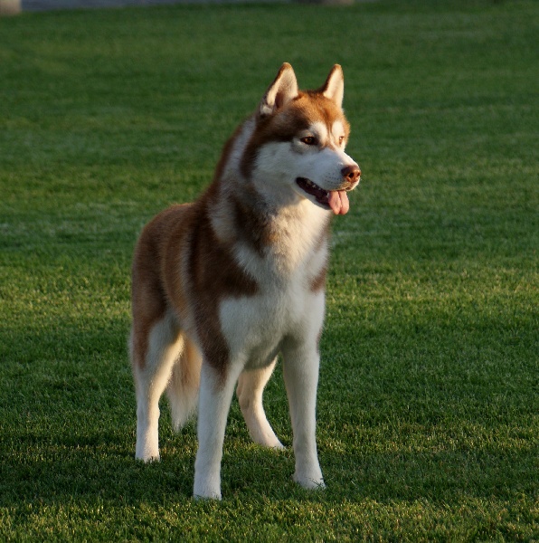 CH. Lord of the ring della contea normanna - 2 EXC classe inter