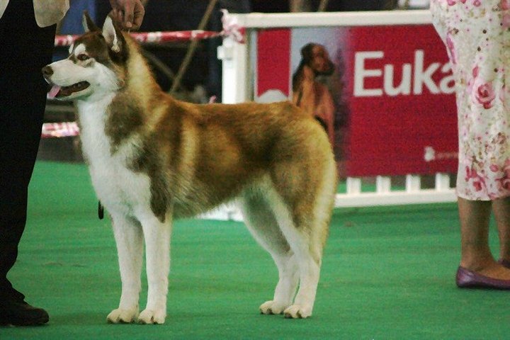 CH. Lord of the ring della contea normanna - 3 EXC classe Jeune