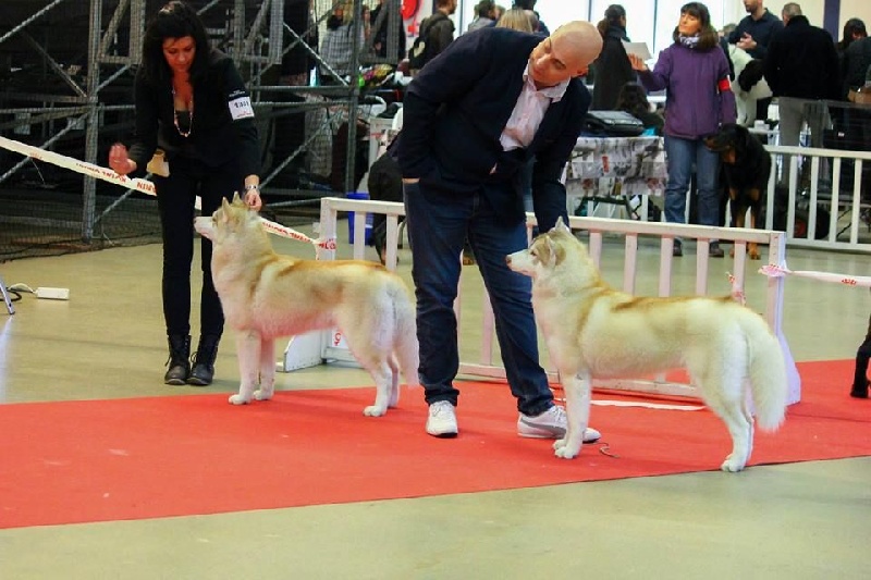 CH. Bloodsnow Jealous of my boogie - 2 exc classe jeune - BIS PAIRE