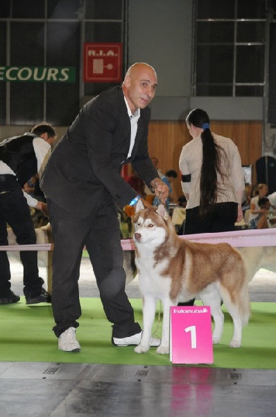 CH. Lord of the ring della contea normanna - 1 EXC classe intermediaire