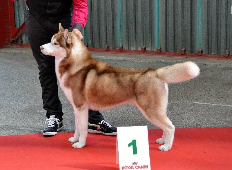 CH. Lord of the ring della contea normanna - CACS, CACIB, BOB et BOG