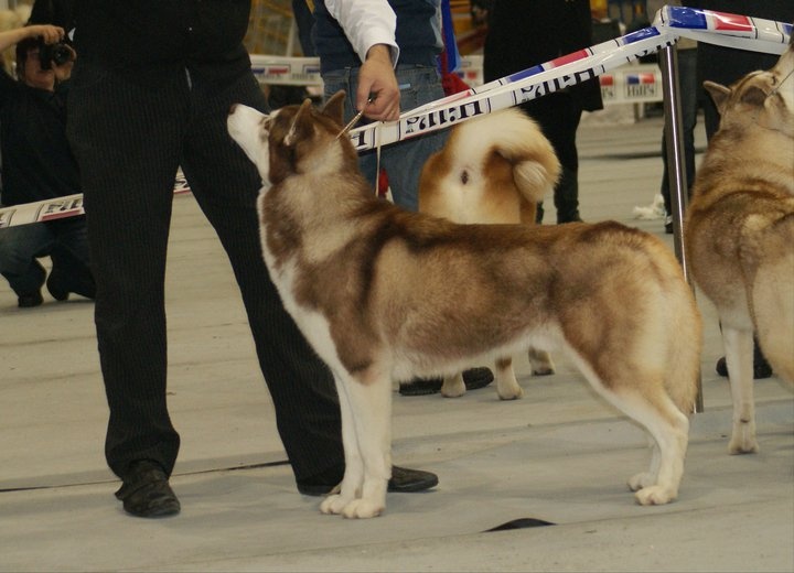 CH. Lord of the ring della contea normanna - EXC classe jeune