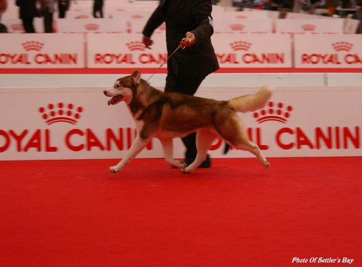 CH. Lord of the ring della contea normanna - 2 Exc classe jeune