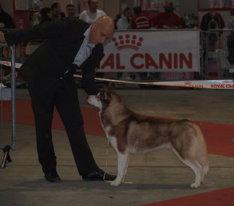 CH. Lord of the ring della contea normanna - BOB BOG et BIS 2 classe jeune