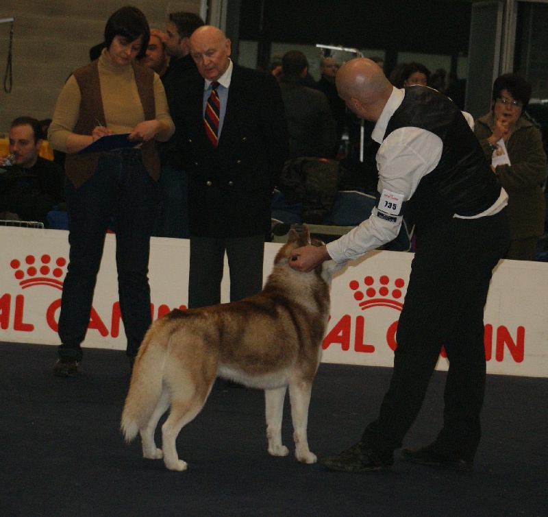 CH. Lord of the ring della contea normanna - 1 er Exc classe Intermediaire