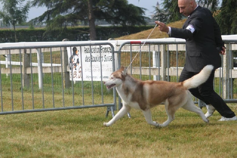 CH. Lord of the ring della contea normanna - 1 Exc classe ouverte CACS, CACIB