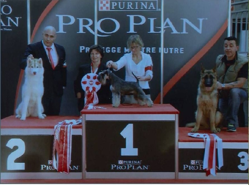 CH. Bloodsnow Jealous of my boogie - BOB Puppy - BIS 2 Puppy