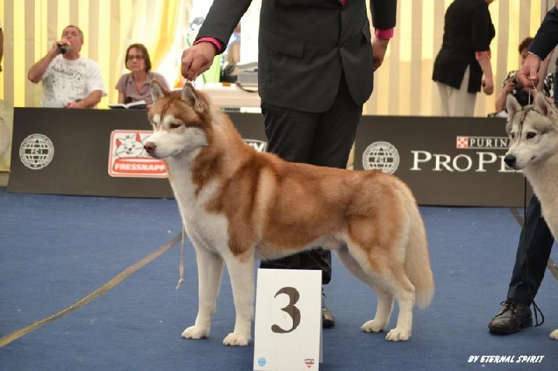 CH. Lord of the ring della contea normanna - 3 Exc classe ouverte