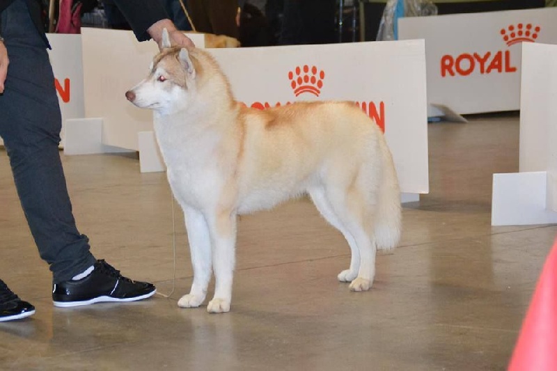 CH. Bloodsnow Jealous of my boogie - 1 exc - BOB Jeune