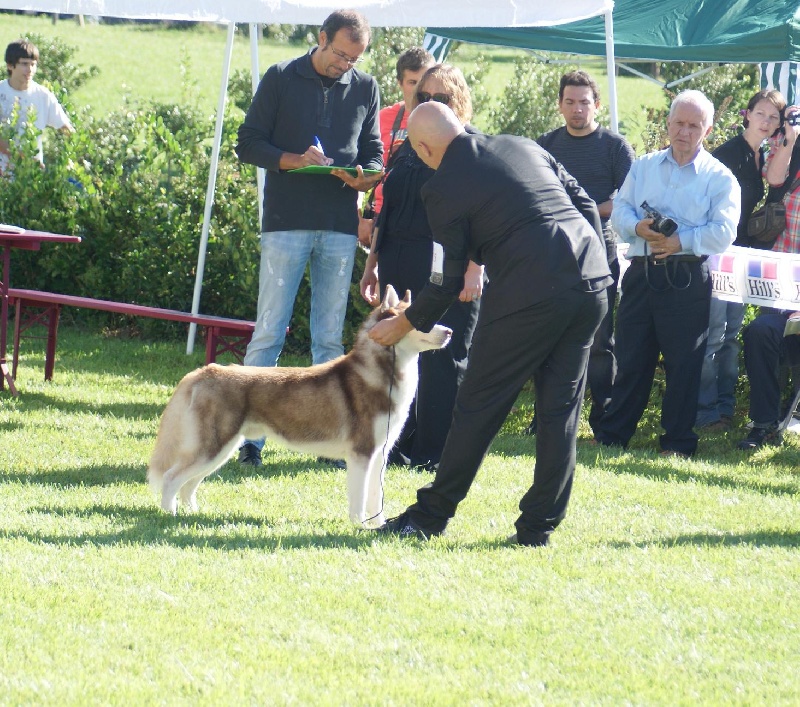 CH. Lord of the ring della contea normanna - 2 ème EXC, classe jeune