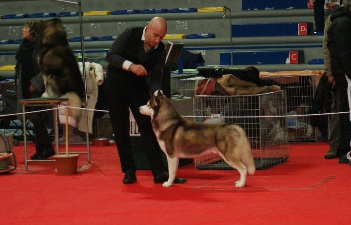 CH. Lord of the ring della contea normanna - EXC classe ouverte