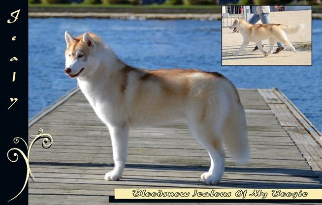 CH. Bloodsnow Jealous of my boogie - BOB et Best in Show 2 puppy