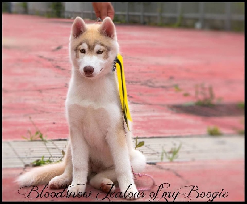 CH. Bloodsnow Jealous of my boogie - meilleur baby femelle