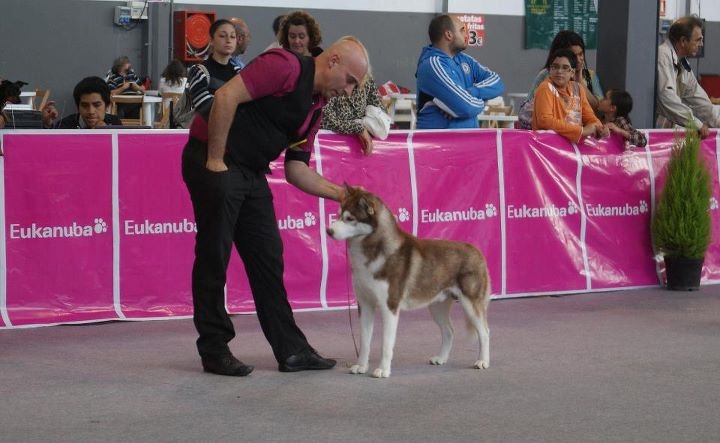 CH. Lord of the ring della contea normanna - 1 Exc classe ouverte CAC CACIB BOB et BOG 3