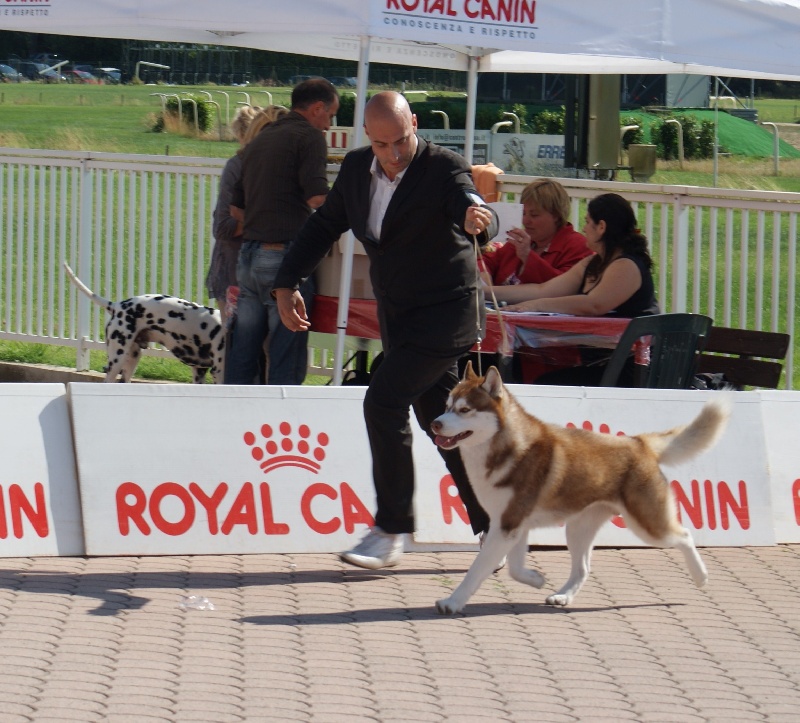 CH. Lord of the ring della contea normanna - 1 EXC classe inter et RCAC