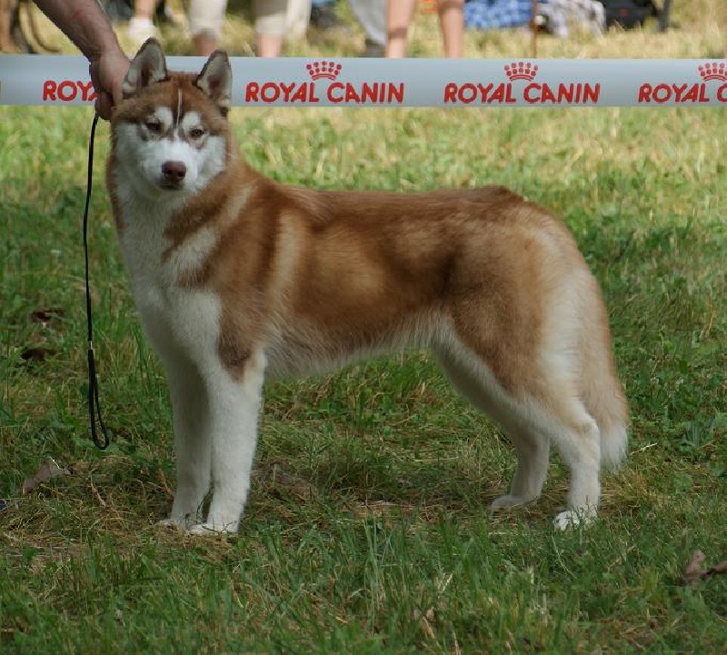 CH. Lord of the ring della contea normanna - 1 Tres prometteur classe puppy