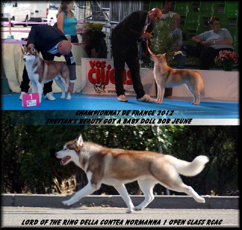 CH. Lord of the ring della contea normanna - 1 Exc classe ouverte RCAC (Vice Champion de France 2012)