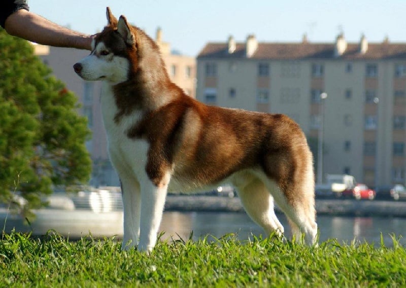 CH. Lord of the ring della contea normanna - 1 Exc classe ouverte CAC CACIB et BOB