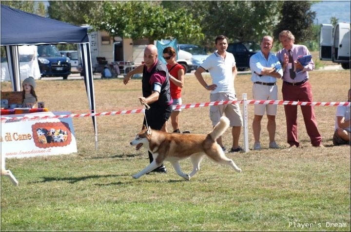 CH. Lord of the ring della contea normanna - 2 EXC classe inter