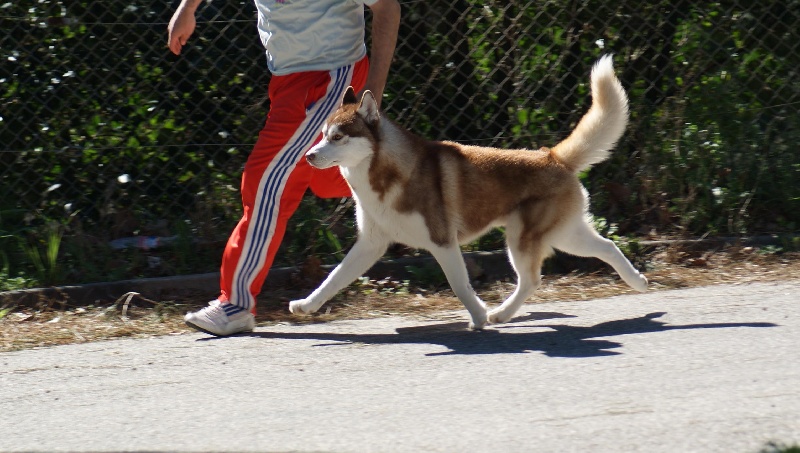 CH. Lord of the ring della contea normanna - 1 Exc classe jeune et BOB jeune