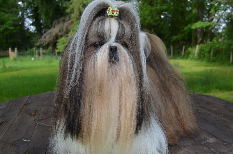 CH. Hatchi du lac de Cupidon - 2 iem ex RCACS