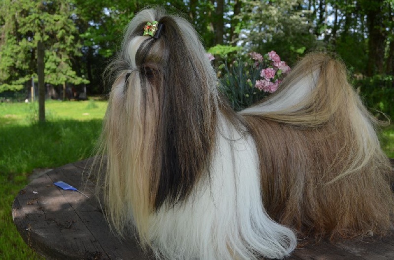 CH. Hatchi du lac de Cupidon - 3 IEM EXELLENT