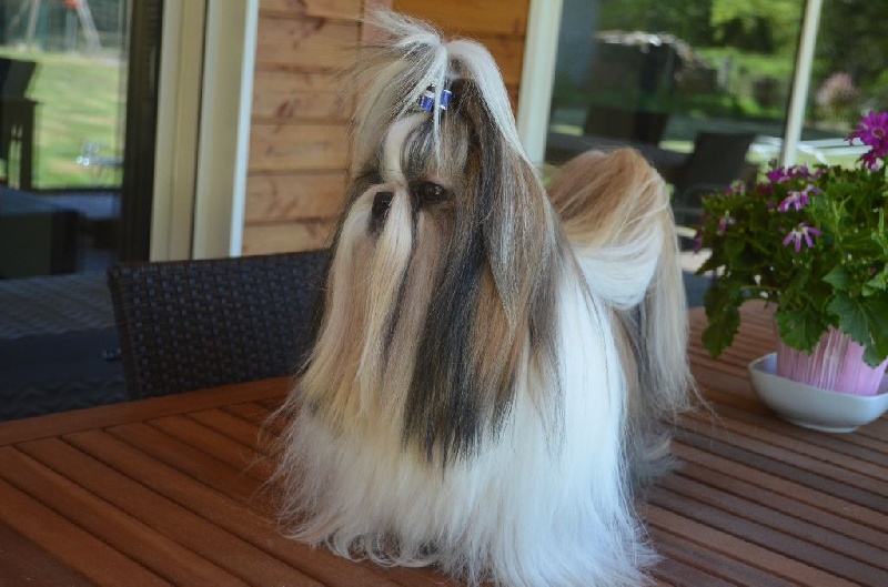 CH. Hatchi du lac de Cupidon - 2 iem rcacs