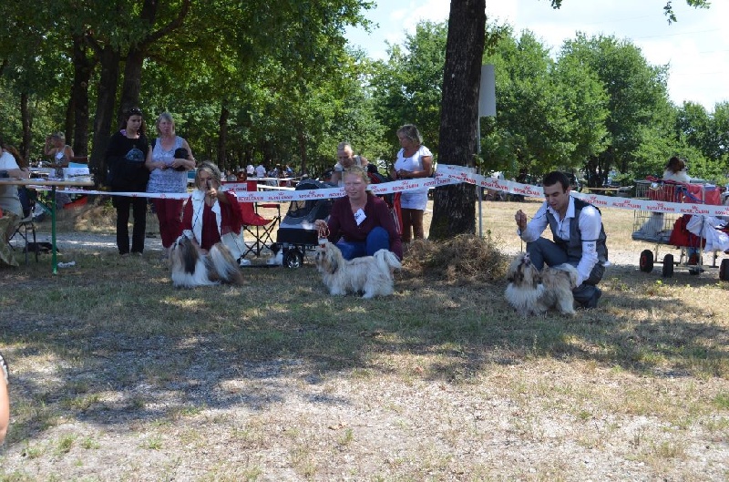 CH. Hatchi du lac de Cupidon - trés prometteur