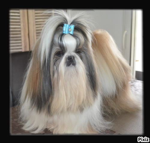 CH. Hatchi du lac de Cupidon - 2 iem ex