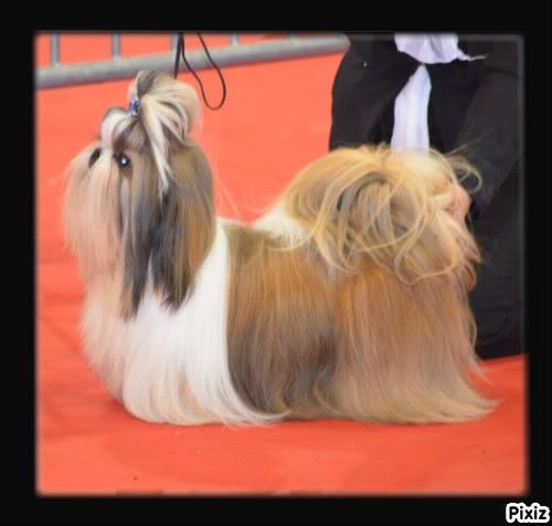 CH. Hatchi du lac de Cupidon - cacs cacib meilleur de race