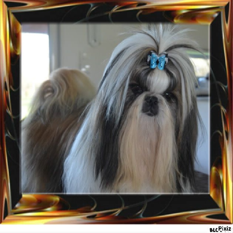 CH. Hatchi du lac de Cupidon - tres prometteur